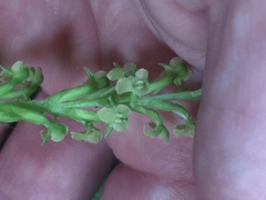 Platanthera flava flava