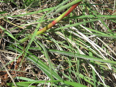 Pitcairnia karwinskyana