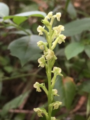 Platanthera flava flava