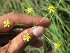 Donnellsmithia juncea