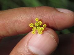 Donnellsmithia juncea