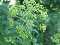 Prionosciadium