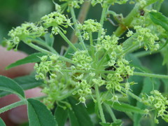 Prionosciadium