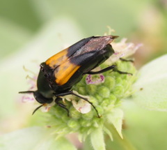 Macrosiagon dimidiata