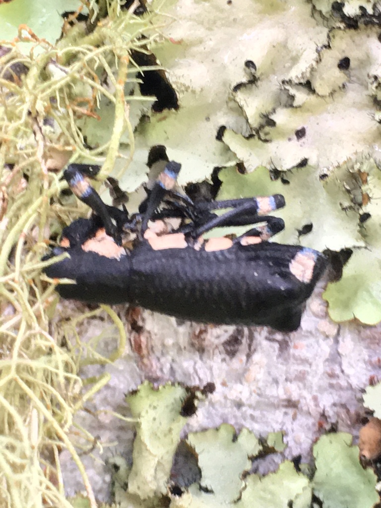 Aegorhinus ochreolus
