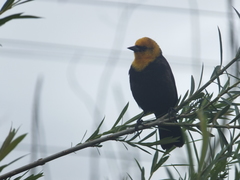 Chrysomus icterocephalus