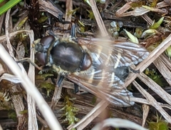 Sericomyia tolli