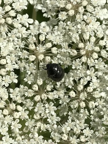Thyreocoridae