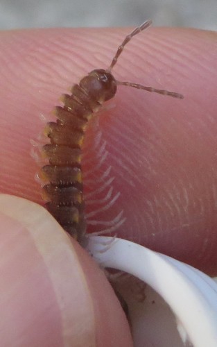 Chondromorpha xanthotricha photo 6