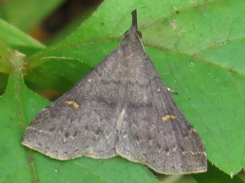 Speckled Renia Moth photo 4