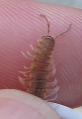 Chondromorpha xanthotricha