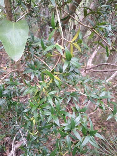 Garcinia hessii
