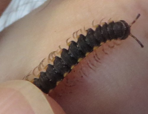Chondromorpha xanthotricha photo 4