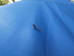 Siphlonurus alternatus