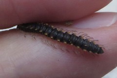 Chondromorpha xanthotricha