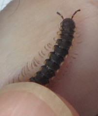 Chondromorpha xanthotricha