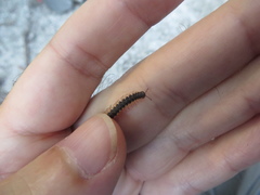 Chondromorpha xanthotricha