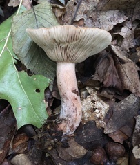 Lactarius mutabilis