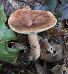 Lactarius mutabilis