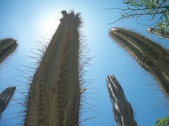 Cereus repandus