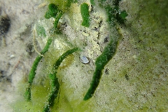 Spongilla lacustris