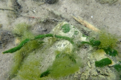 Spongilla lacustris