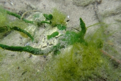 Spongilla lacustris