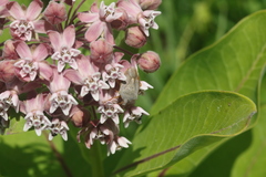 Euschistus servus euschistoides