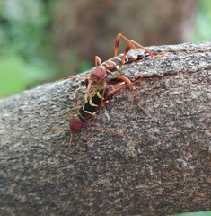 Neoclytus acuminatus