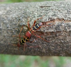 Neoclytus acuminatus