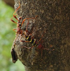 Neoclytus acuminatus