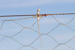 Diporiphora winneckei