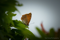 Charaxes marmax