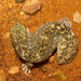 Diplodactylus ameyi - Photo (c) dhfischer, algunos derechos reservados (CC BY-NC), subido por dhfischer