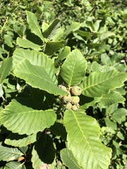 Quercus sadleriana