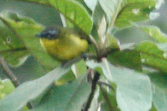 Thlypopsis superciliaris
