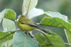 Thlypopsis superciliaris