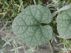 Trichosanthes scabra