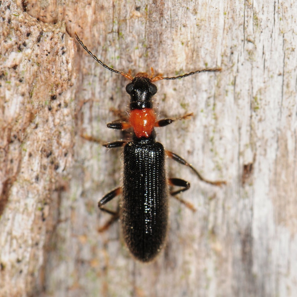 Bicolored Checkered Beetle