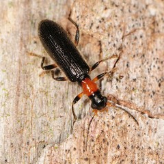 Cymatodera bicolor