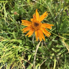 Raillardella pringlei