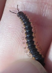 Chondromorpha xanthotricha