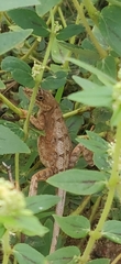 Sitana