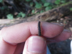 Chondromorpha xanthotricha