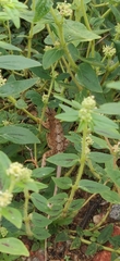 Sitana