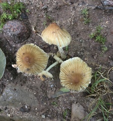 Pseudosperma friabile