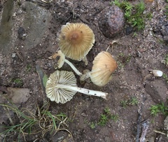 Pseudosperma friabile