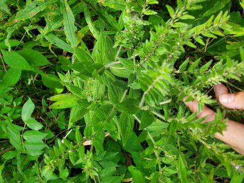 Image of Lithospermum parviflorum by (c) Katie Kucera, some rights reserved (CC BY)