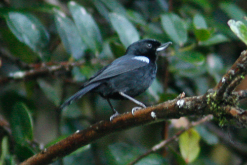 Diglossa lafresnayii
