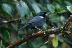 Diglossa lafresnayii